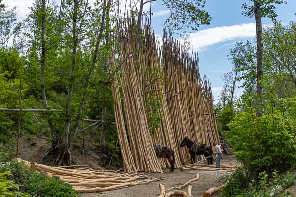 Débardage de bois de châtaignier