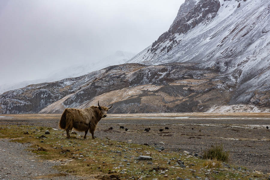 Yak