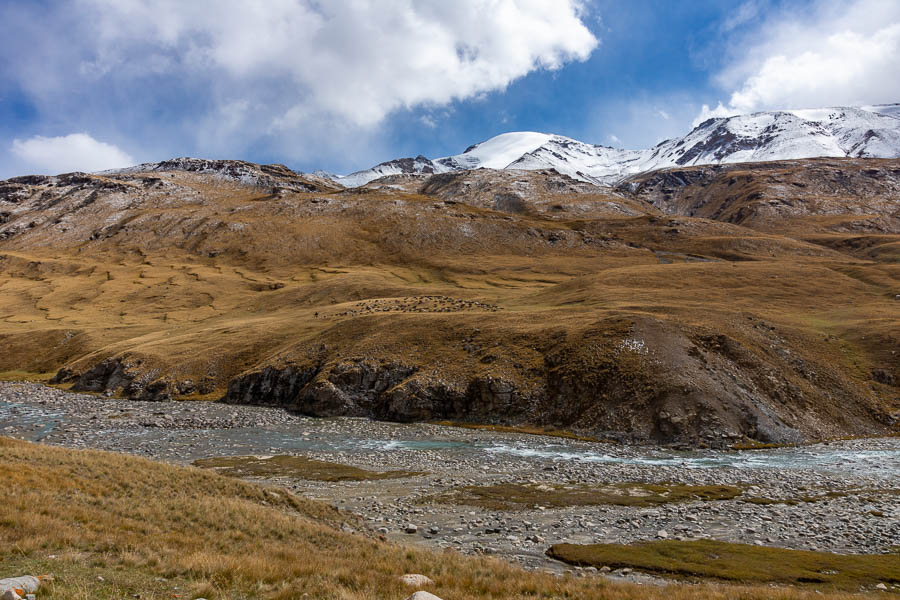 Vallée et moutons