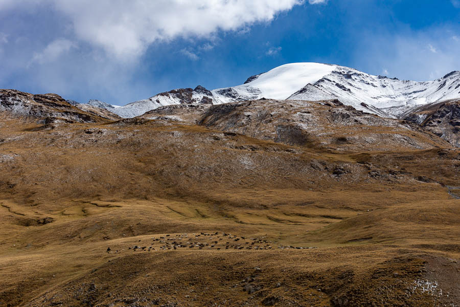 Vallée et moutons