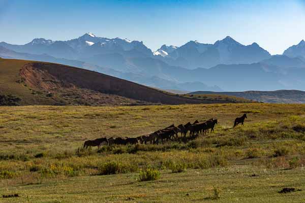 Chevaux devant les Tian Shan