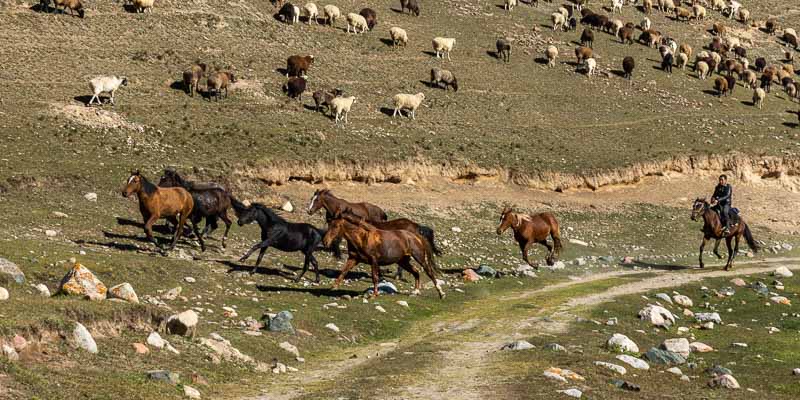 Moutons et chevaux