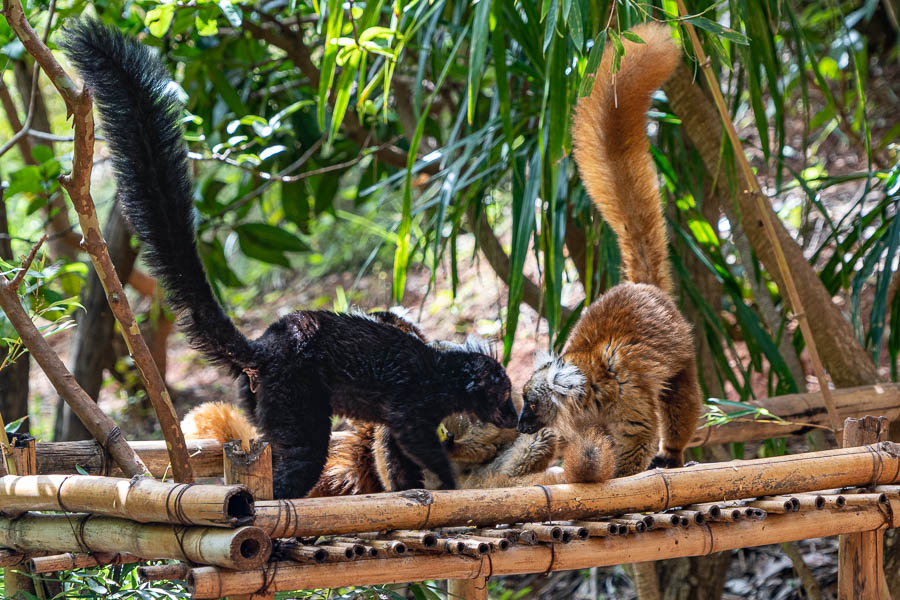 Lémur noir (Eulemur macaco) : mâle et femelle