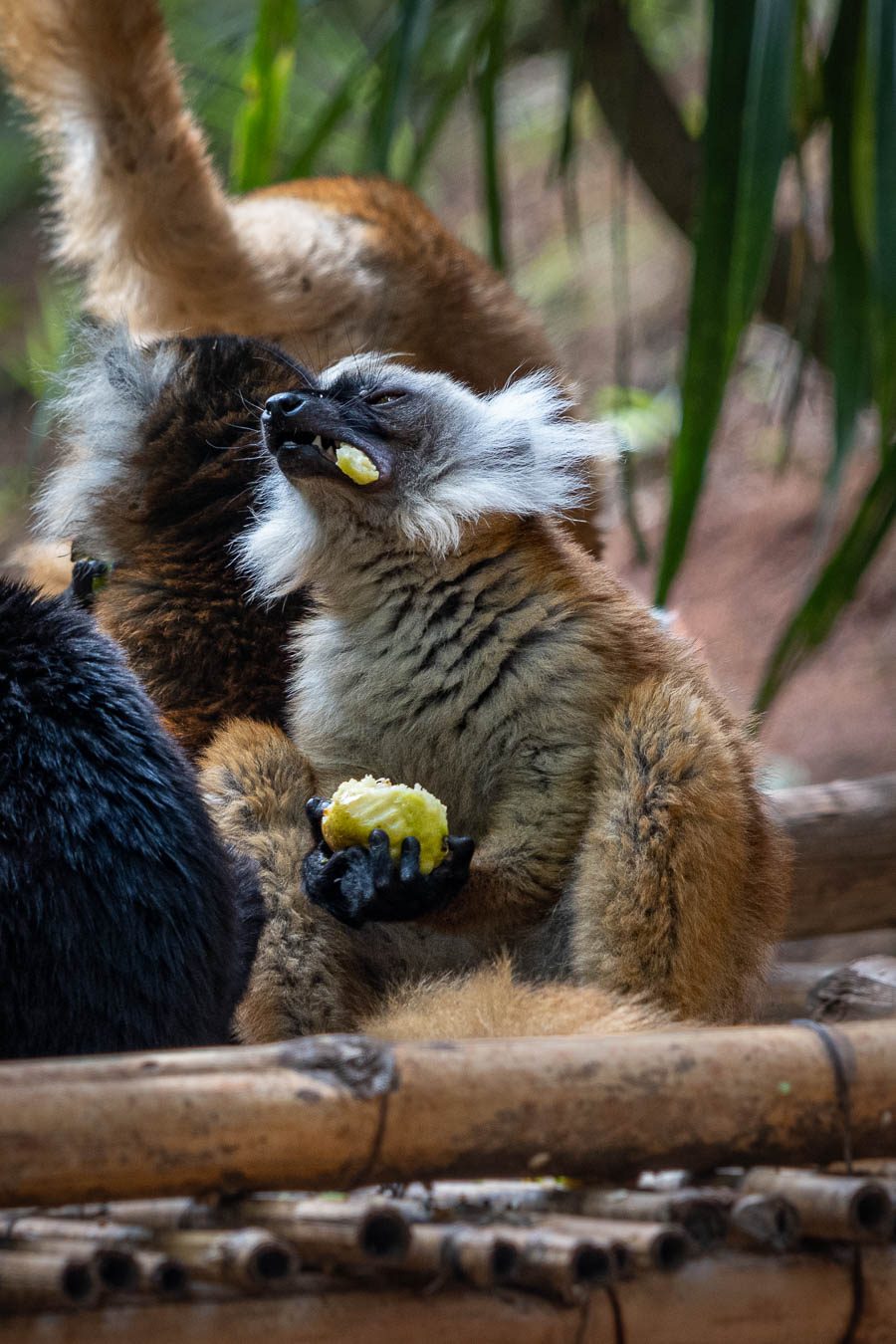 Lémur noir (Eulemur macaco) : femelle