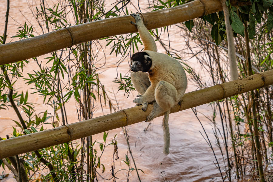 Propithèque couronné (Propithecus deckenii coronatus)