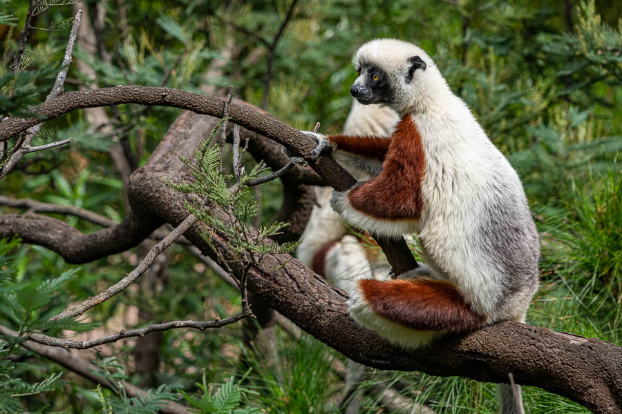 Propithèque de Coquerel (Propithecus coquereli)