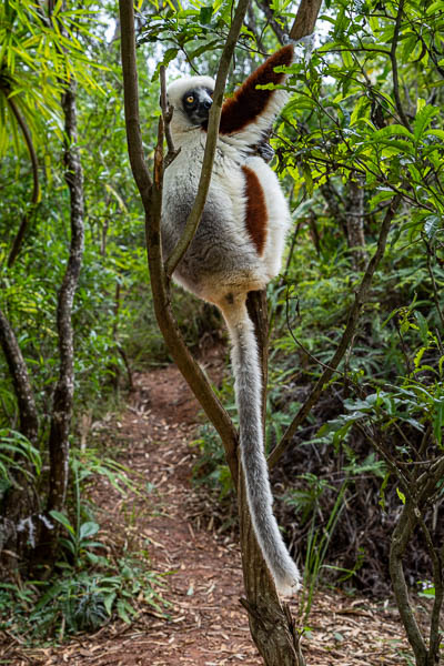 Propithèque de Coquerel (Propithecus coquereli)