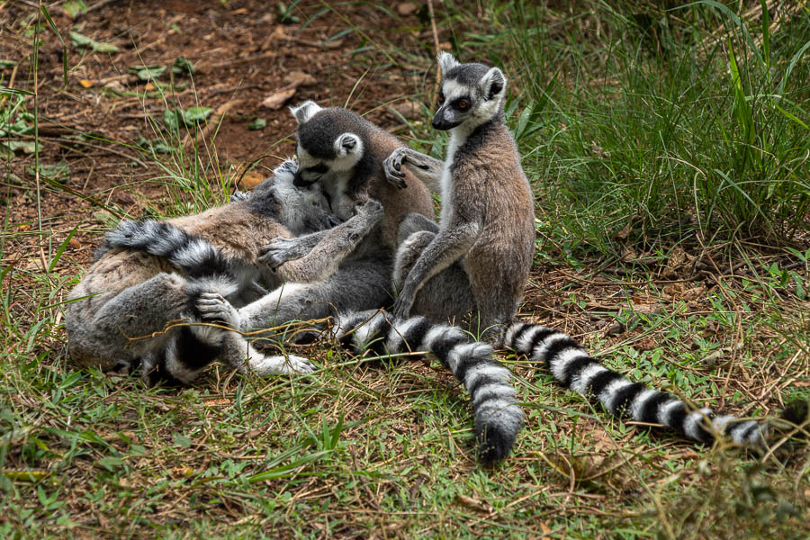 Maki catta (Lemur catta)