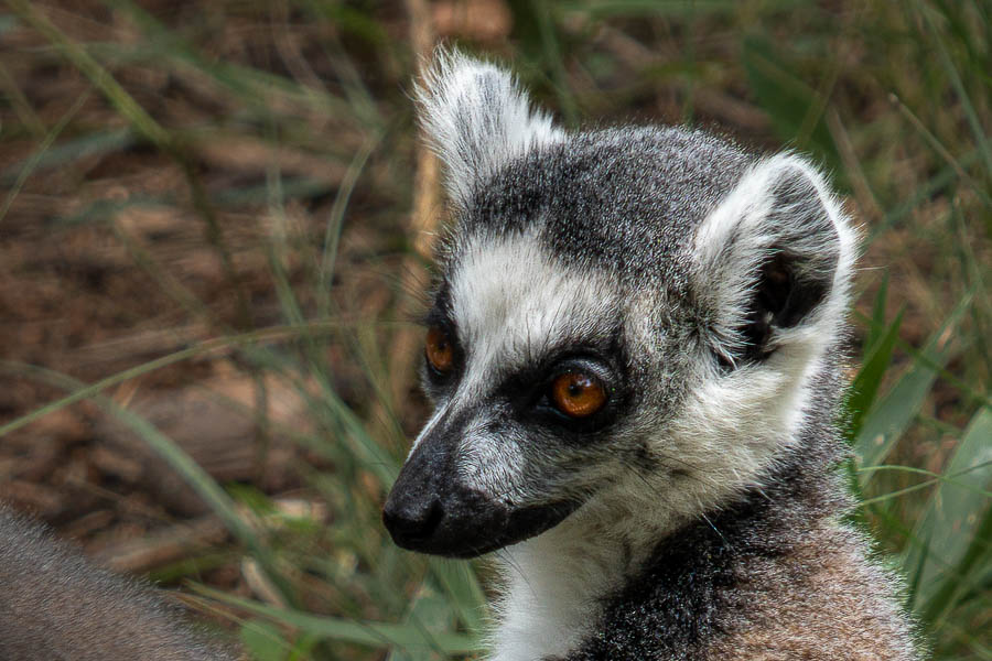 Maki catta (Lemur catta)