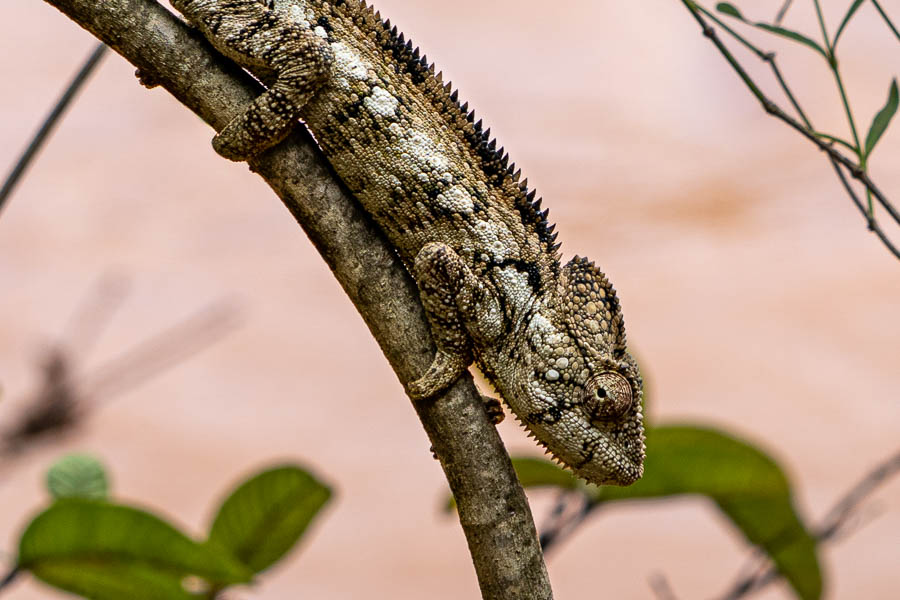Caméléon géant de Madagascar