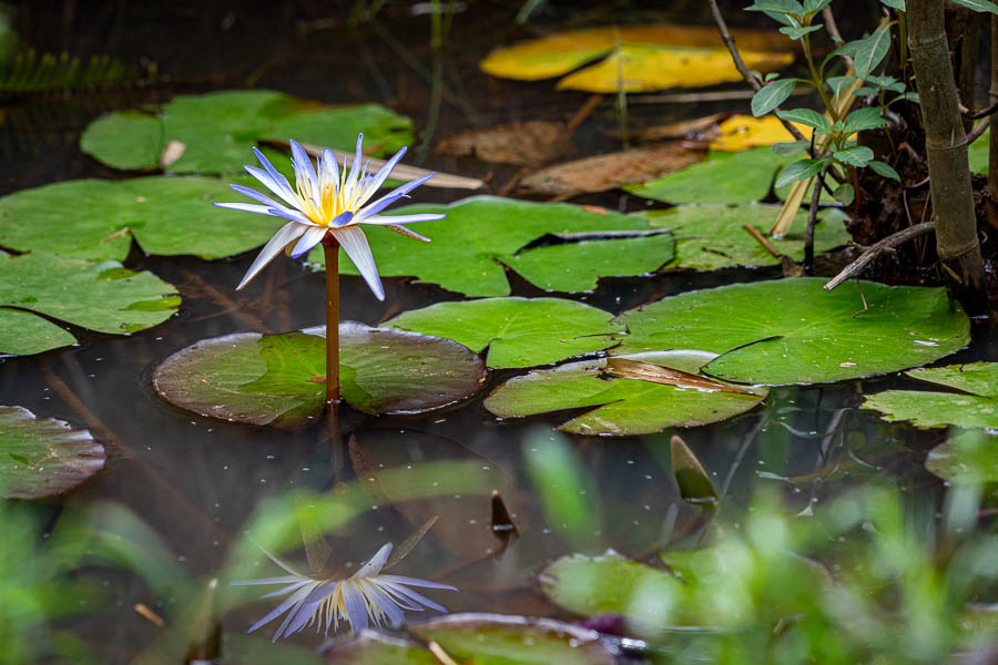 Nénuphar bleu (Nymphaea nouchali var. caerulea)