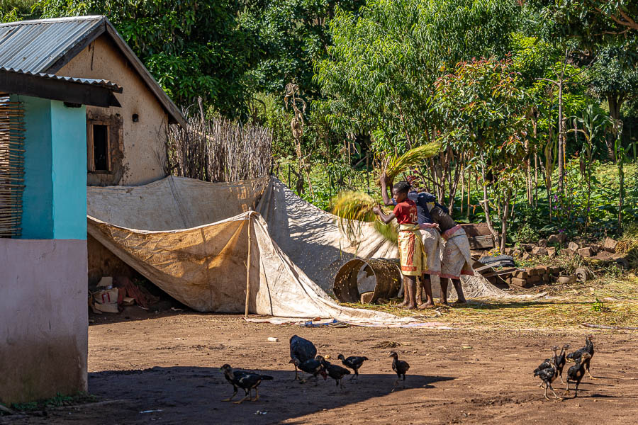 Village d'Ambohimitombo : battage du riz