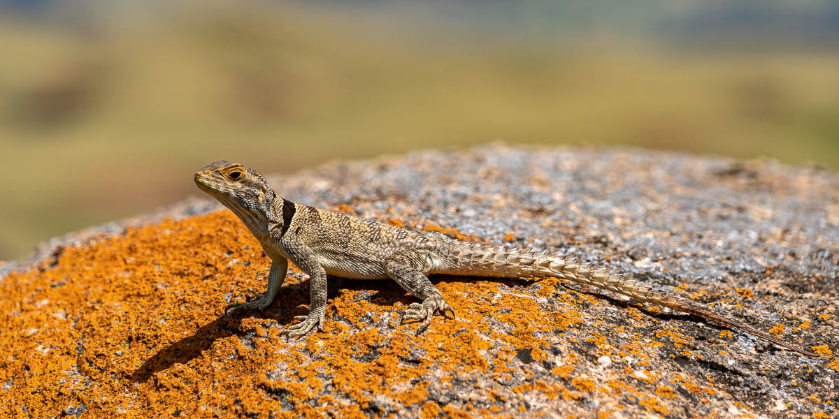 Iguane de Madagascar (Oplurus cuvieri)