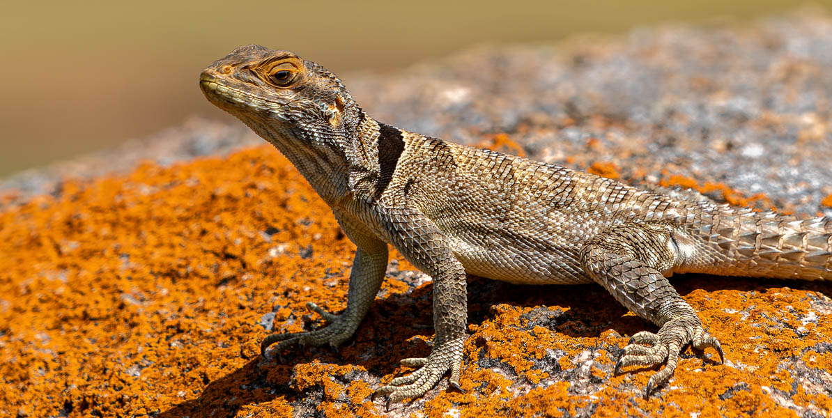 Iguane de Madagascar