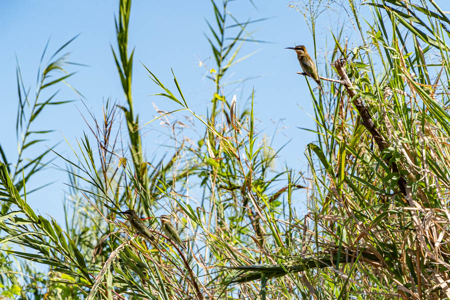 Guêpier de Madagascar (Merops superciliosus)