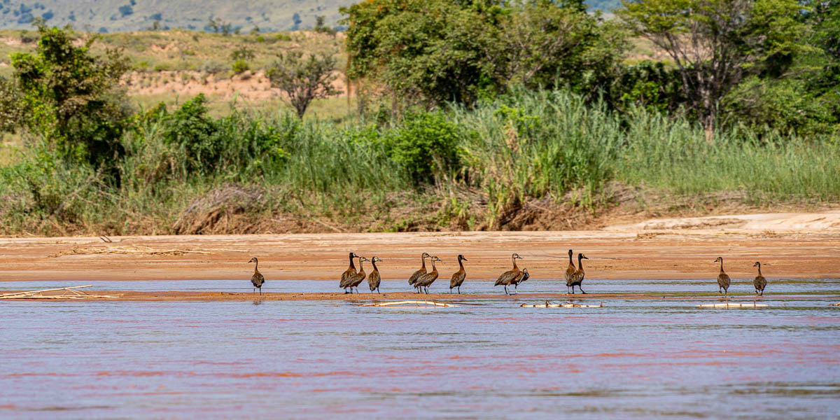 Fleuve Manambolo, canards