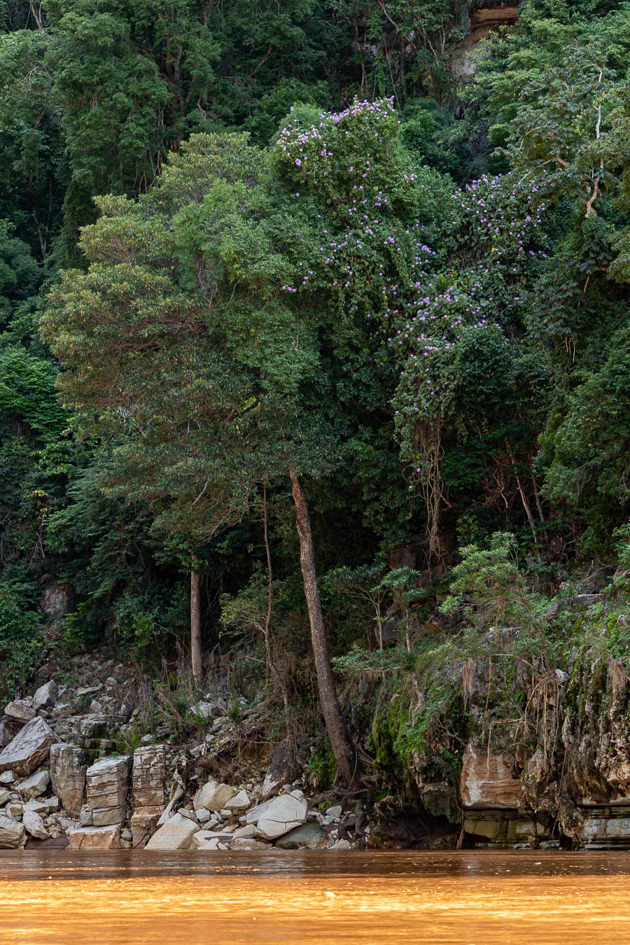 Fleuve Manambolo, gorges, arbre fleuri