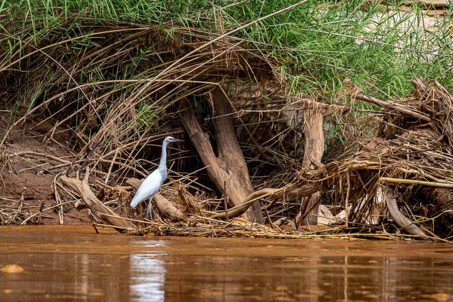 Aigrette dimorphe (Egretta dimorpha)