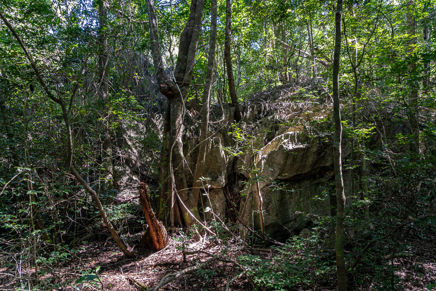 Tsingy de Bemaraha, forêt