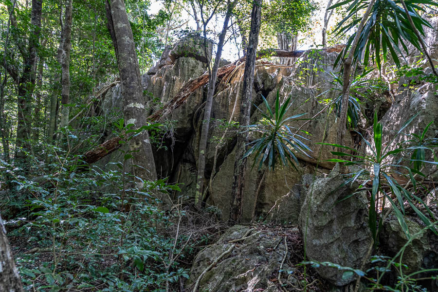 Tsingy de Bemaraha, forêt