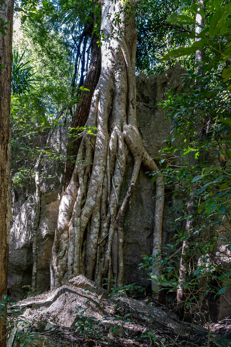 Tsingy de Bemaraha, forêt