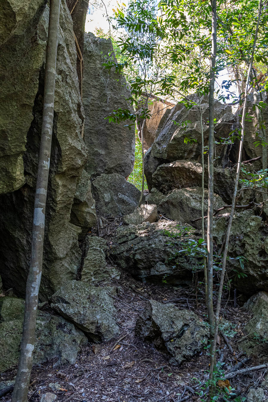 Tsingy de Bemaraha, forêt