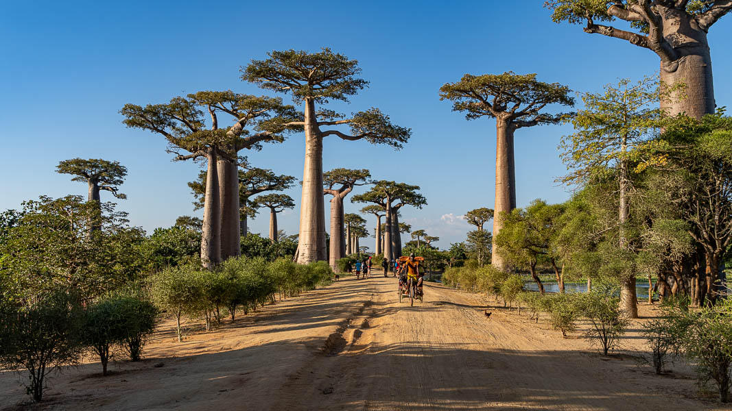 Allée des baobabs