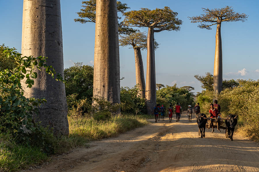 Allée des baobabs