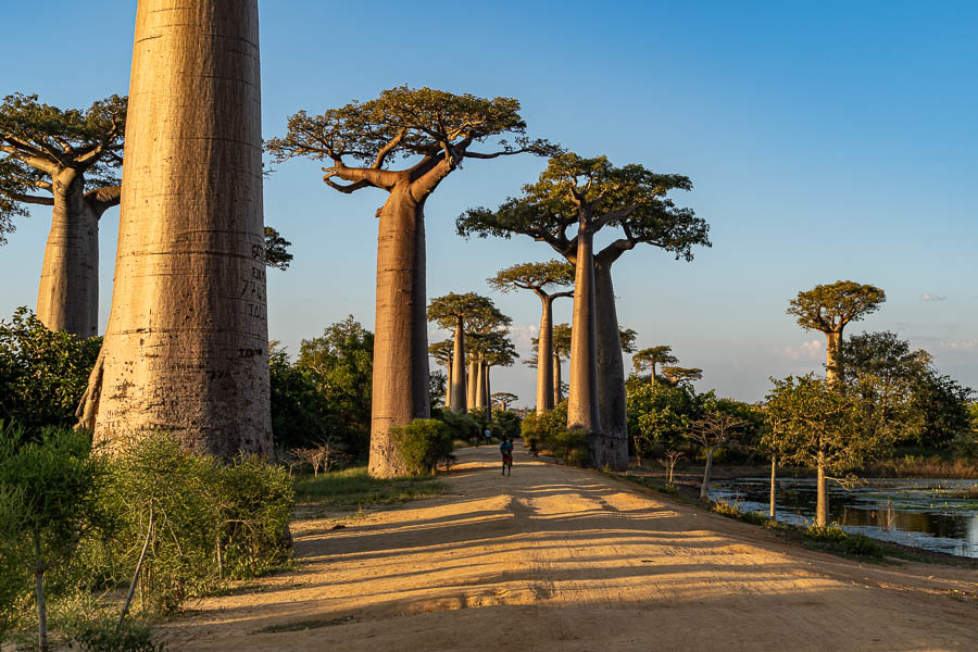 Allée des baobabs