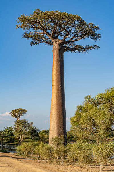 Allée des baobabs