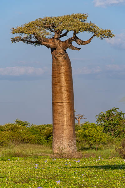 Allée des baobabs