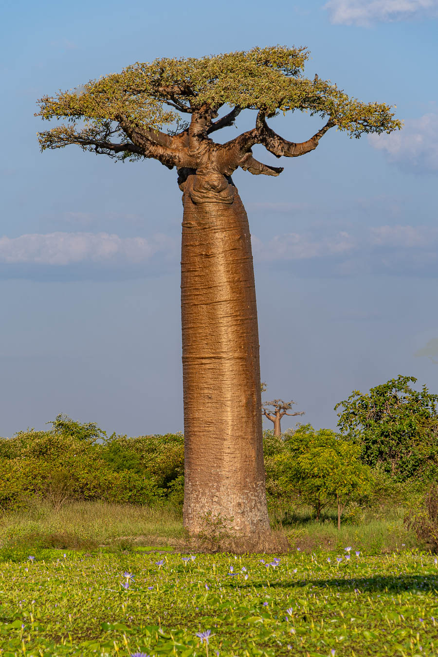 Allée des baobabs