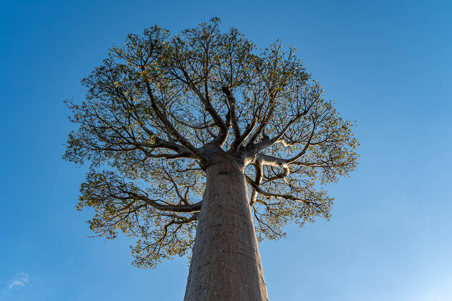 Allée des baobabs