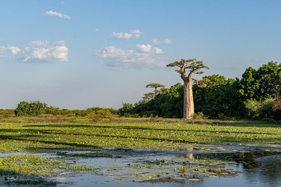 Allée des baobabs