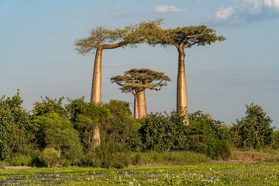 Allée des baobabs