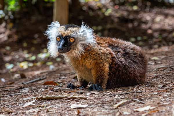 Lémur noir (Eulemur macaco) : femelle