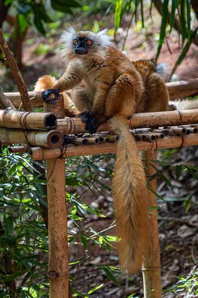 Lémur noir (Eulemur macaco) : femelle