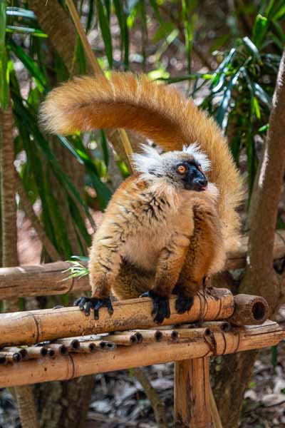 Lémur noir (Eulemur macaco) : femelle