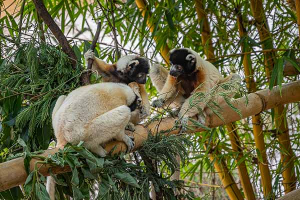 Propithèque couronné (Propithecus deckenii coronatus)