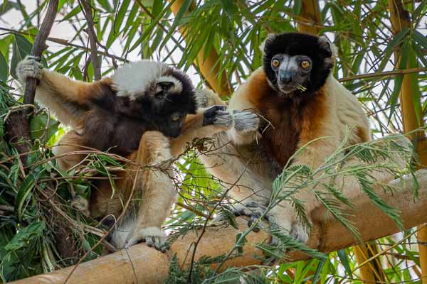 Propithèque couronné (Propithecus deckenii coronatus)