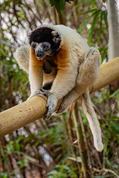 Propithèque couronné (Propithecus deckenii coronatus)