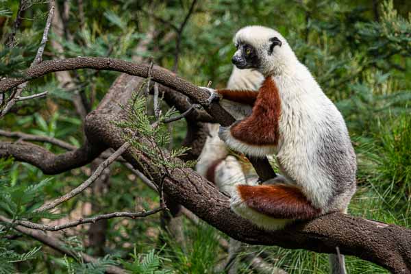 Propithèque de Coquerel (Propithecus coquereli)