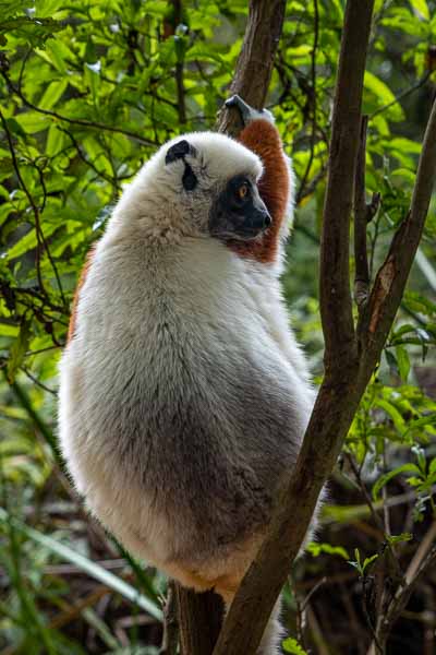 Propithèque de Coquerel (Propithecus coquereli)