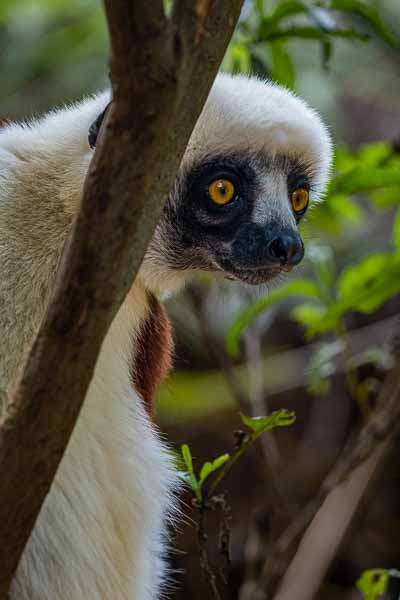 Propithèque de Coquerel (Propithecus coquereli)