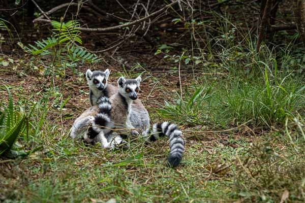 Maki catta (Lemur catta)