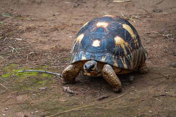 Tortue rayonnée