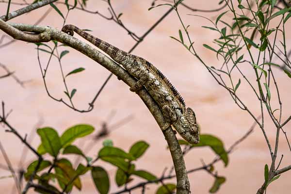 Caméléon géant de Madagascar (Furcifer oustaleti)