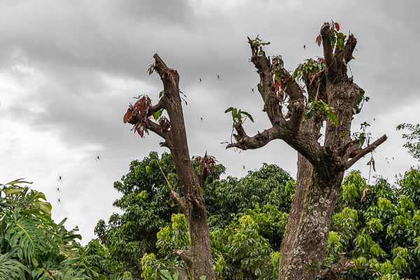 Araignées à Ampefy