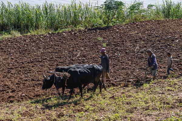 Village d'Ambohimitombo : labourage