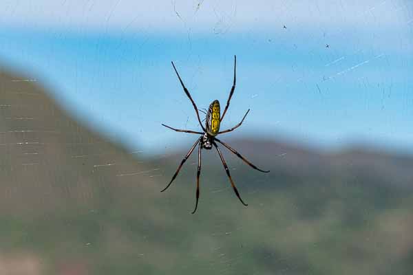 Araignée : néphile dorée